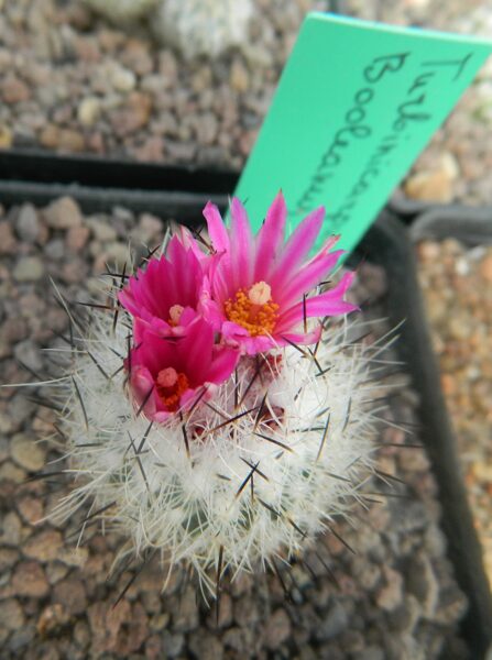 TURBINICARPUS Booleanus sēklas (seeds)