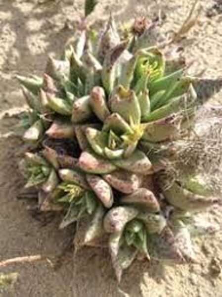 DUDLEYA Acuminata 100 sēklas (seeds)