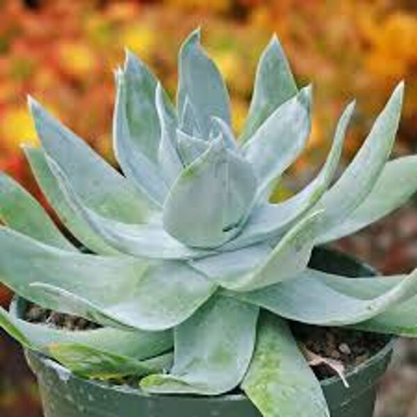 DUDLEYA Brittonii 100 sēklas (seeds)