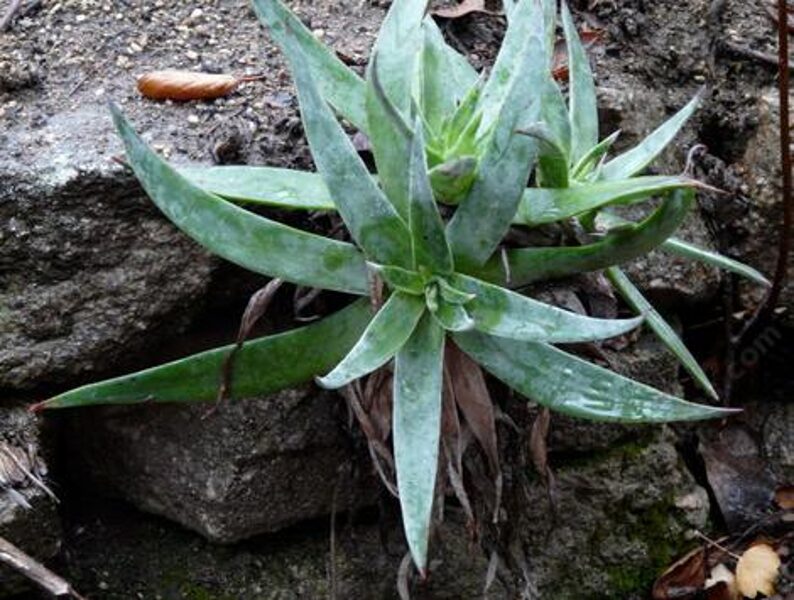 DUDLEYA Lanceolata 100 sēklas (seeds)