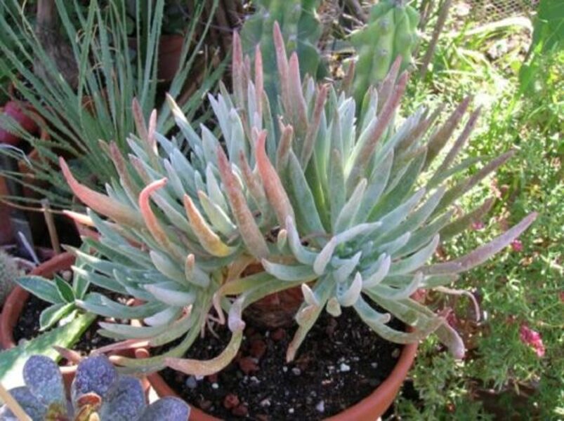 DUDLEYA Pauciflora 100 sēklas (seeds)