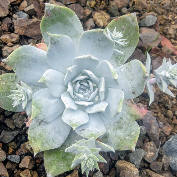 DUDLEYA Pulverulenta 100 sēklas (seeds)