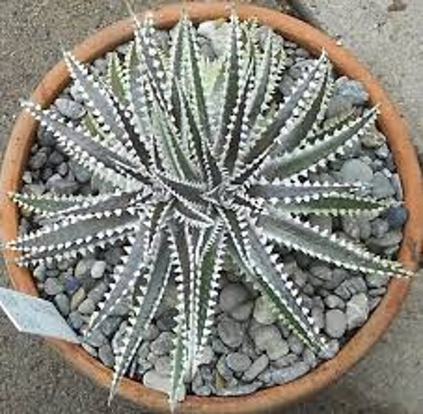 DYCKIA KESWICK  10 sēklas (seeds)