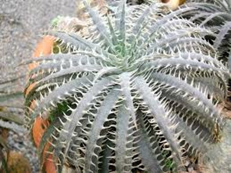 DYCKIA Delicata 10 sēklas (seeds)