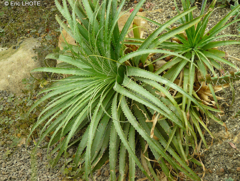 DYCKIA Goiana 10 sēklas (seeds)