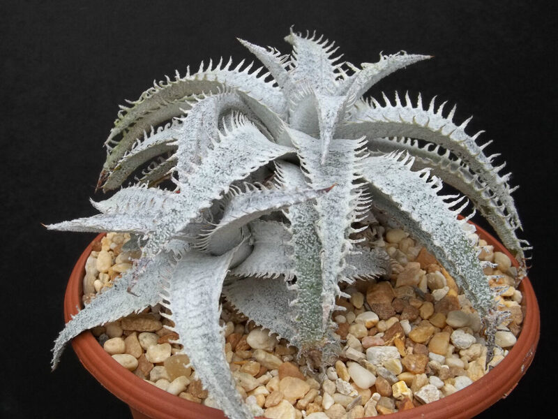 DYCKIA Marnier-Lapostolei 10 sēklas (seeds)