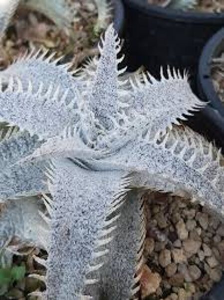 DYCKIA Marnier-Lapostolei. v Estevesii 10 sēklas (seeds)