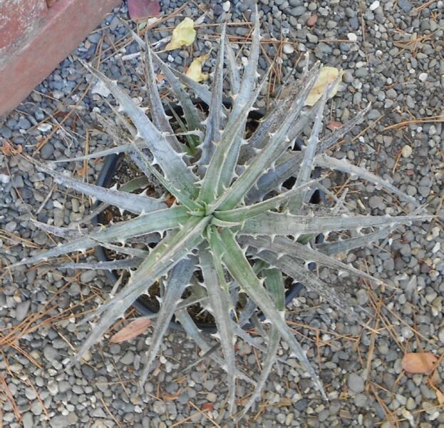 DYCKIA Velascana 10 sēklas (seeds)