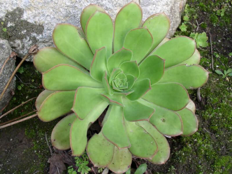 AEONIUM Davidbramwellii 100 sēklas (seeds)