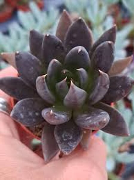 ECHEVERIA Affinis 100 sēklas (seeds)