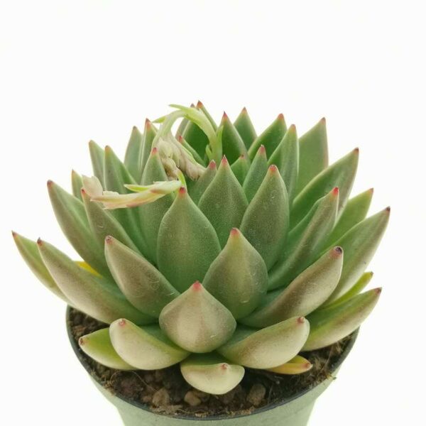 ECHEVERIA Agavoides 100 sēklas (seeds)