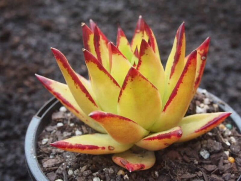 ECHEVERIA Agavoides cv. Multifida 100 sēklas (seeds)