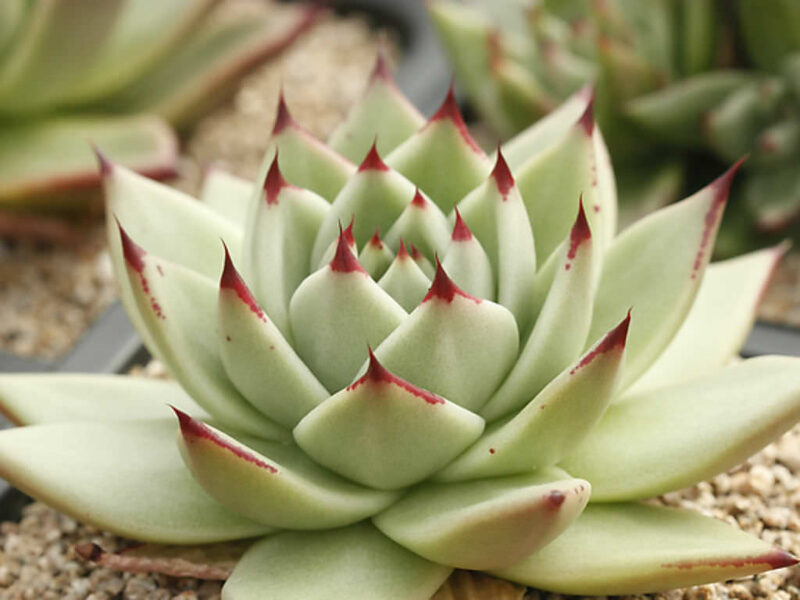 ECHEVERIA Agavoides v. Jesus Maria 100 sēklas (seeds)