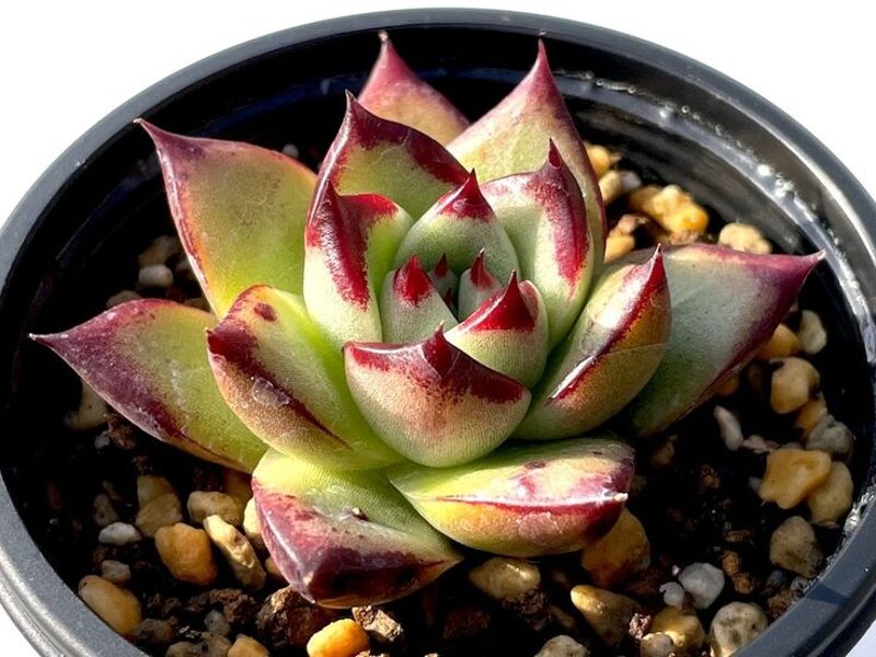 ECHEVERIA Agavoides v. Tuxpan 100 sēklas (seeds)