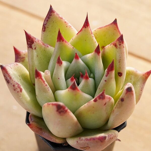 ECHEVERIA Agavoides v. Villa Zaragoza 100 sēklas (seeds)