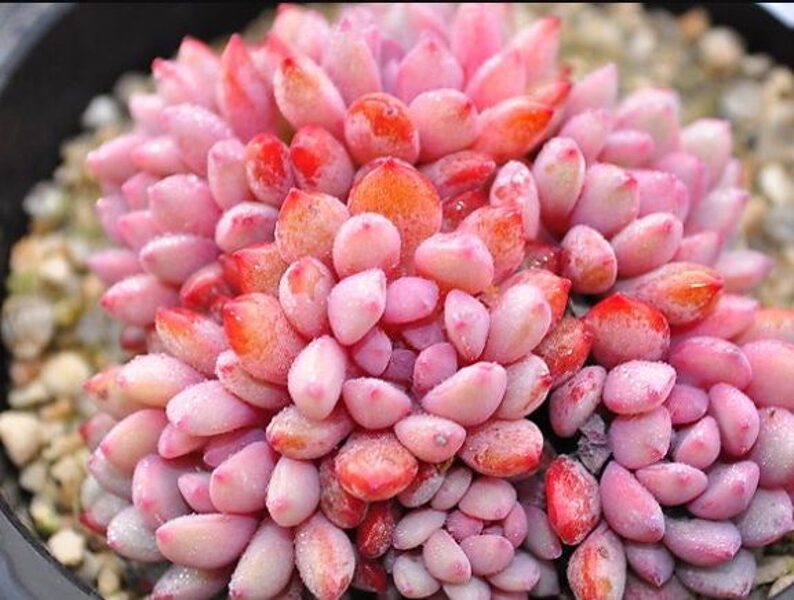 ECHEVERIA Amoena Perote 100 sēklas (seeds)