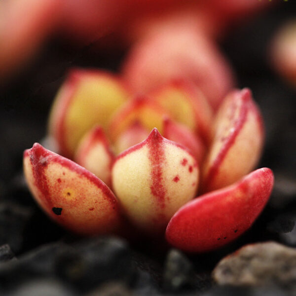 ECHEVERIA Amphoras var. Yosona 100 sēklas (seeds)