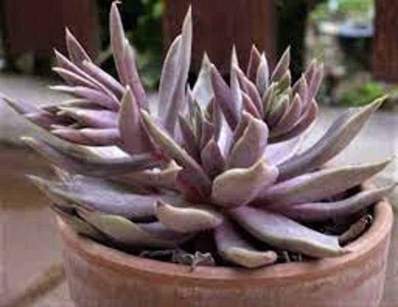 ECHEVERIA Bifida Boye Queretaro 100 sēklas (seeds)