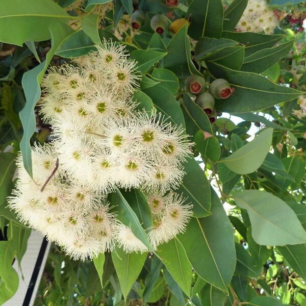 EUCALYPTUS Alpina 20, 100 sēklas