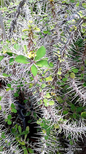 Euphorbia Croizatii augs (plant)