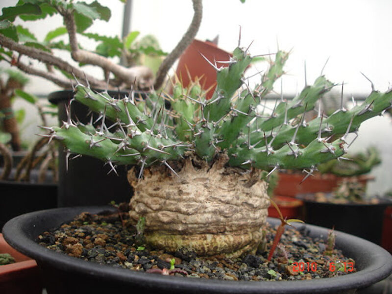 Euphorbia Similiramea augs (plant)