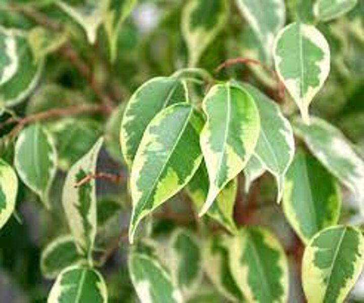 FICUS Benjamina 20, 100 sēklas