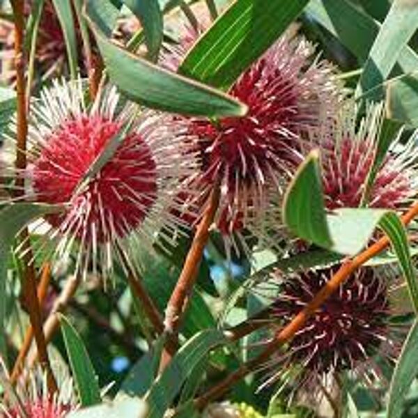 HAKEA Laurina 10 sēklas