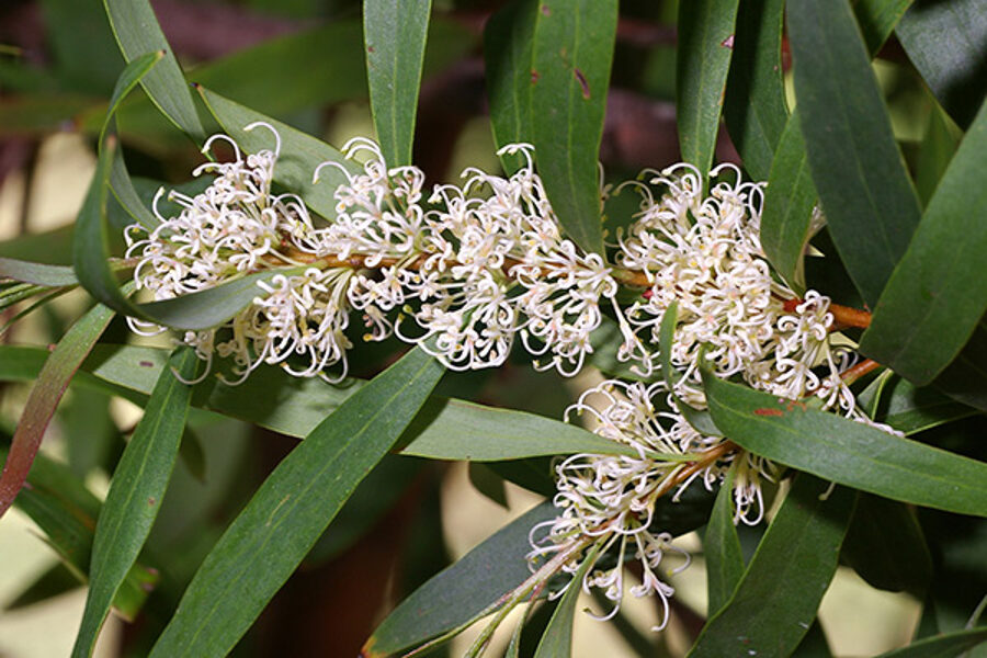 HAKEA Saligna 10 sēklas