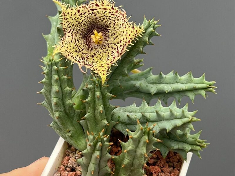 HUERNIA Hystrix 10 sēklas