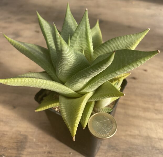 HAWORTHIA LIMIFOLIA "ROUX"