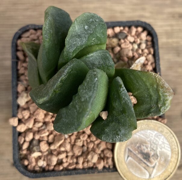 HAWORTHIA TRUNCATA "GREEN LIME"