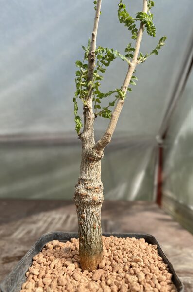 Boswellia Neglecta Rets Sukulents 10cm (Succulent Plant)