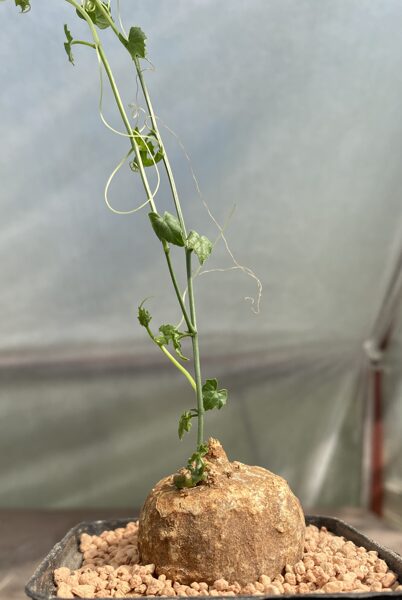 Momordica Boivinii 4cm (Caudex Succulent)