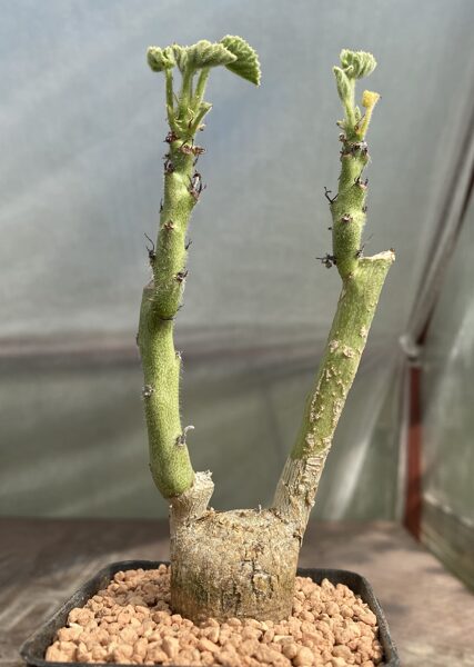 Adenia Keramanthus 3cm (Caudex Succulent)