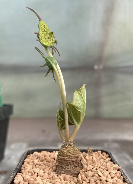 Dorstenia Barnimiana v. Telekii augs (plant)