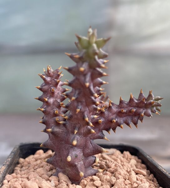 EDITHCOLEA Grandis Sagalla 10 sēklas (seeds)