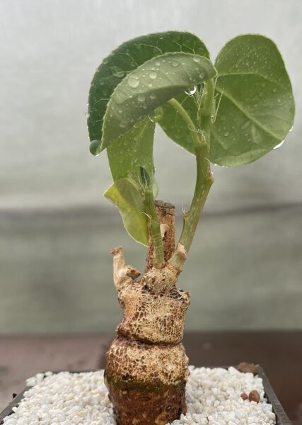 Jatropha Variifolia 10cm/2cm (Caudex succulent)