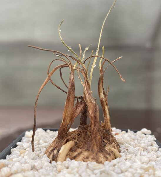 Eriospermum sp.Taru caudex 2cm (Succulent Plant)