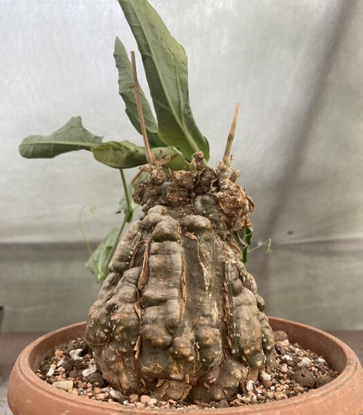 Cephalopentandra Ecchirosa 7cm (Caudex Succulent Plant)