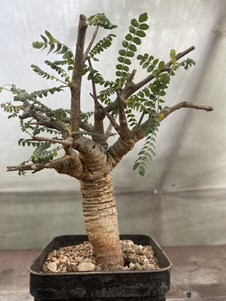 Boswellia Neglecta Rets Sukulents 20cm/3,5cm caudex