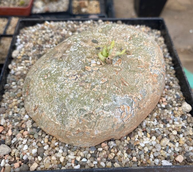 ADENIA KIRKII 12CM CAUDEX