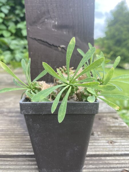 EUPHORBIA aff. MULTICEPS