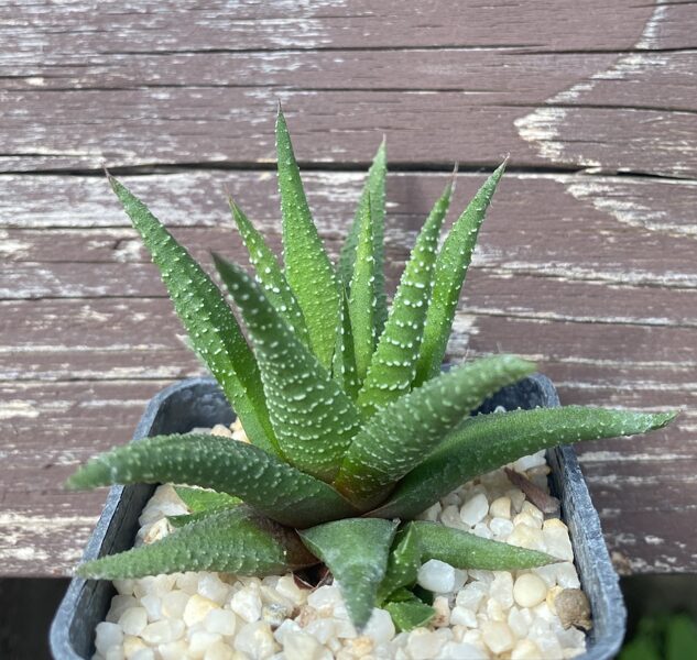 HAWORTHIA SP.