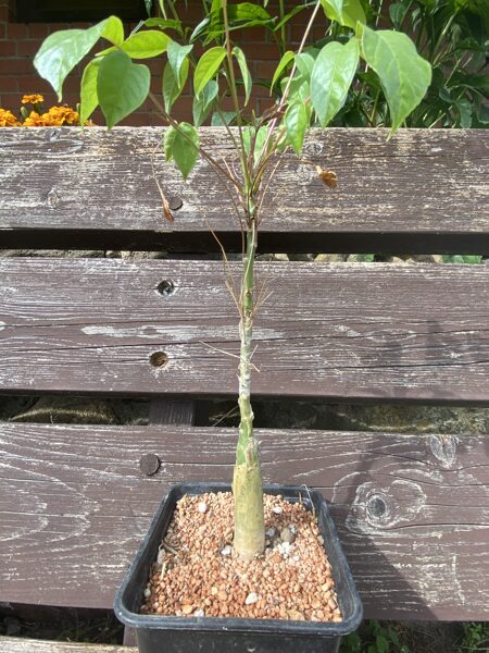 COMMIPHORA UNILOBATA