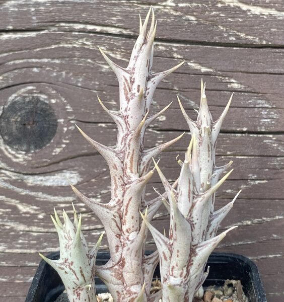 ORBEA DUMMERI (Isinya) Dzeltenie ziedi (Yellow flowers)