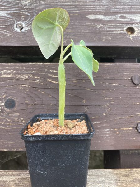 JATROPHA PODAGRICA STĀDS (SEEDLING)