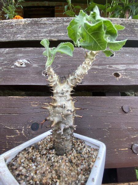 Jatropha Fissispina 10cm/3cm (Caudex Succulent)
