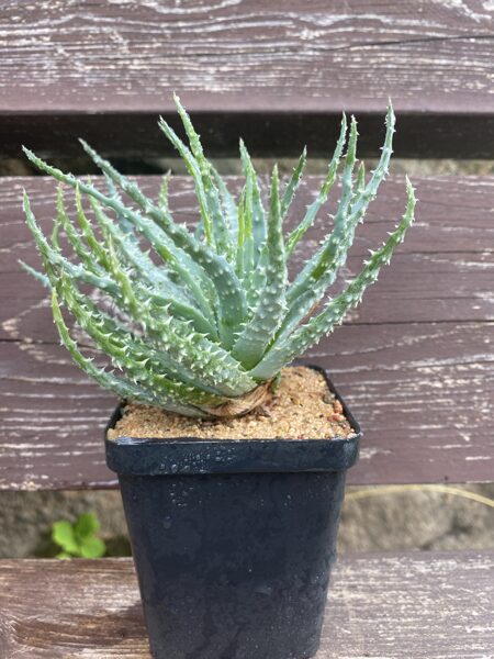 ALOE HUMILLIS