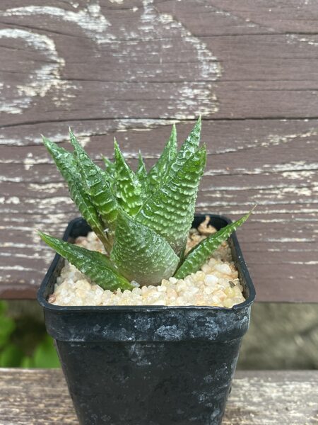 HAWORTHIA LIMIFOLIA V. NIGRA