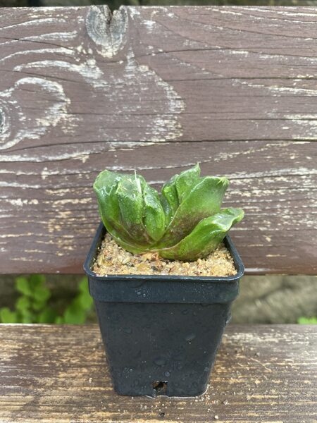 HAWORTHIA MAUGHANII CV. GREEN LIME